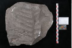 Foto (Objekt + Etikett) von Senftenbergia crenata Lindl. et H. (NHMW-GEO-2024-0188-10950)